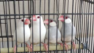 Java finch white and grey