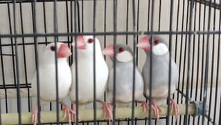 Java finch white and grey 0