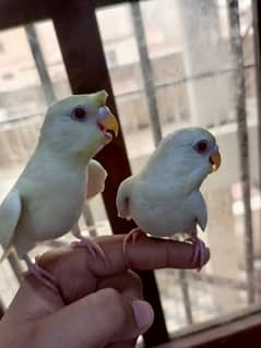 Red Eyes budgie