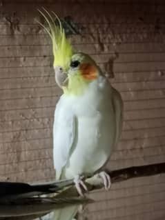 cocktail/Bird for sale/Parrot/ 03264584014