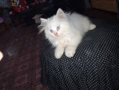 heavy fur kitten available