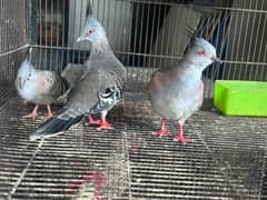 crested dove breeder pair with chick