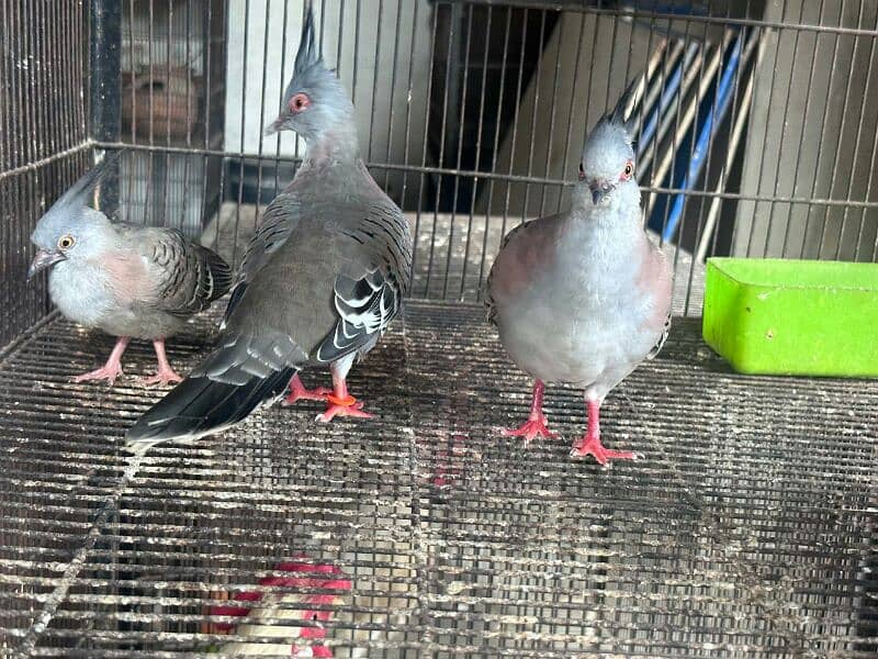 crested dove breeder pair with chick 1