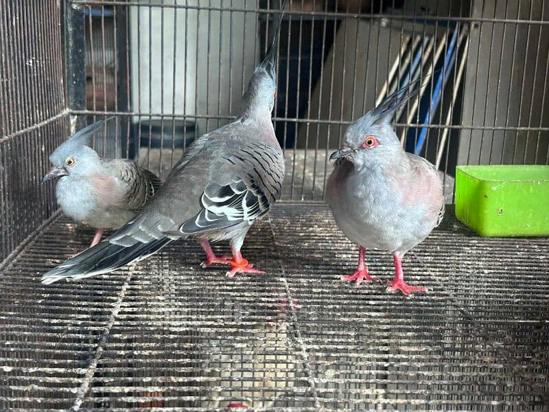 crested dove breeder pair with chick 2