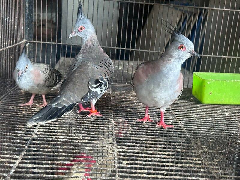 crested dove breeder pair with chick 3