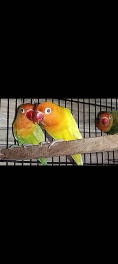 love birds mutation vise for sale