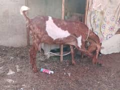 Bakri beautiful