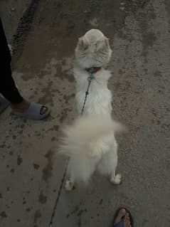 white Russian dog Male