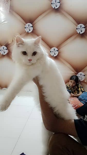 Persian doll face triple coat cat Kitten 1