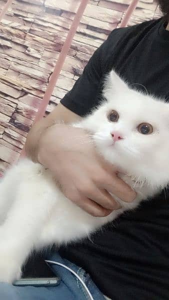 Persian doll face triple coat cat Kitten 3