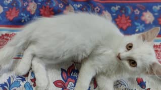 white triple coat kitten urgent sale