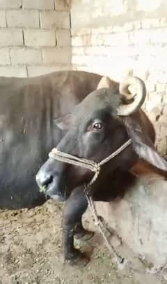 Taza Bhains Bufflo For Sale