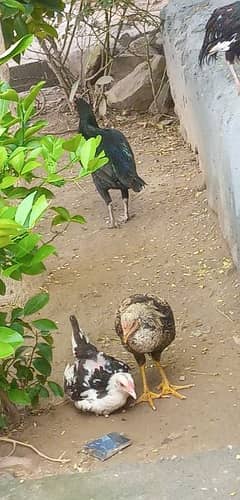 aseel mushki miawali hen with chick