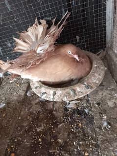 magpie, brown , white breeder pair