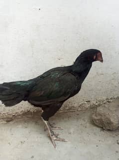 Black ( Mushki) Aseel Hen