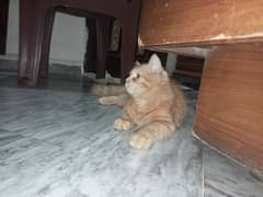 Selling Persian Kitten