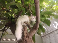 Persian triple coat white cat