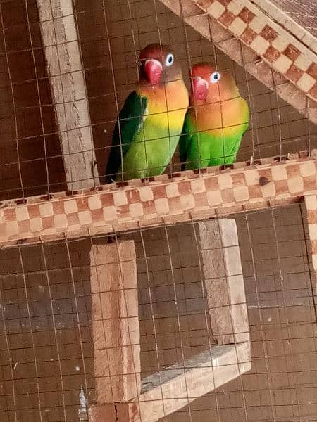 Love birds Breeder pair 1