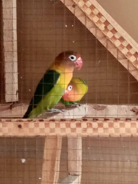 Love birds Breeder pair 3