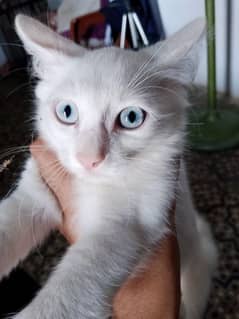 Blue eyes kitten ready for new home