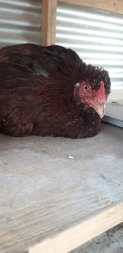 PURE DESI HEN FOR SELL