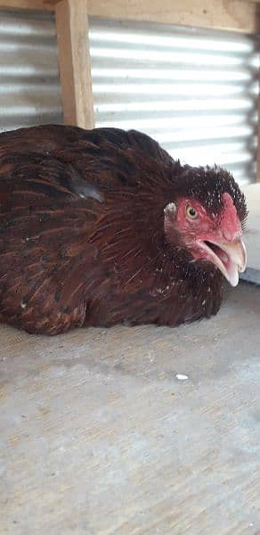 PURE DESI korok HEN FOR SELL 1