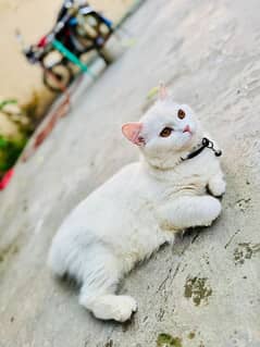 persian cat female