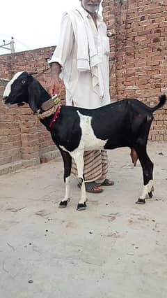 bakri