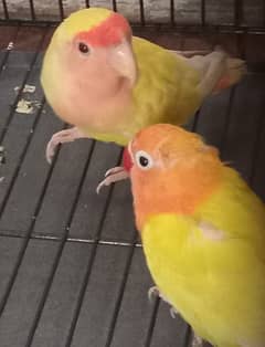 Love Birds Pair With New cages