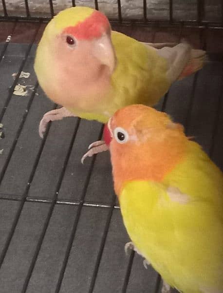 Love Birds Pair With New cages 0