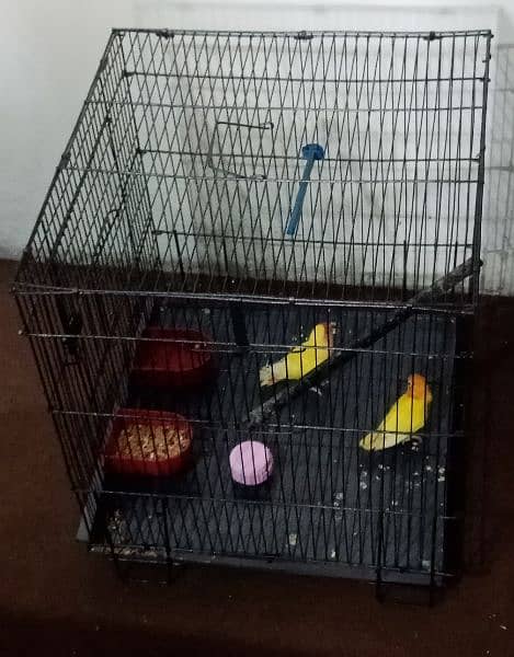 Love Birds Pair With New cages 1