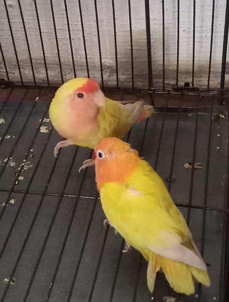 Love Birds Pair With New cages 2