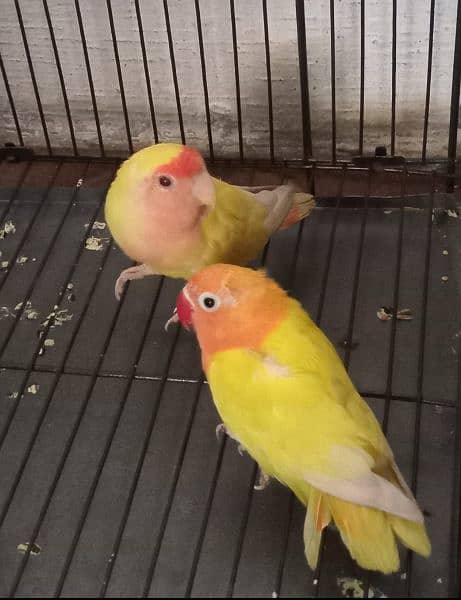 Love Birds Pair With New cages 3