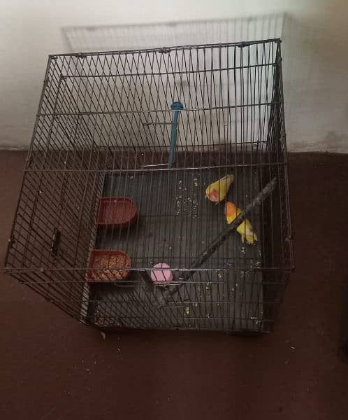 Love Birds Pair With New cages 4