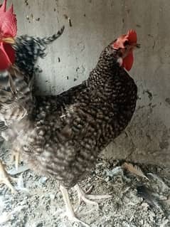 All Fancy Hens for sale