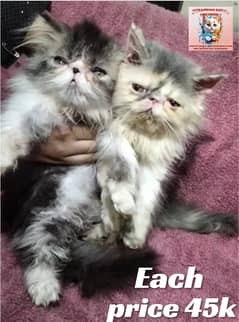 persian cat | piki face persian cat | Extreme punch face triple coat