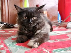 persian female double coated cat (0322-7162217) call whatsapp