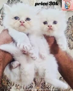 persian cat | persian kitten | piki face | punch face | triple coated