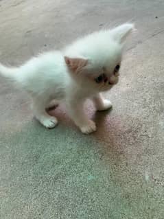 White Persian Cat