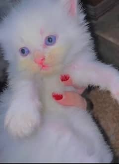 odd eyes persian kittens  female  available