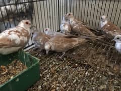 Red pied and White diamond dove breeder pairs