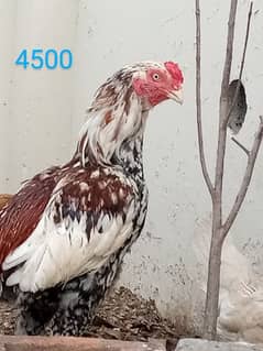 aseel hens and cock setup for sale