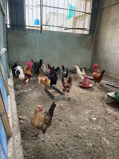 Misri Egg Laying Hens