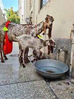 Pure makhi cheeni bakri with 2 babies