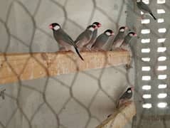 Grey Java Finch One Pair for Sale. 0