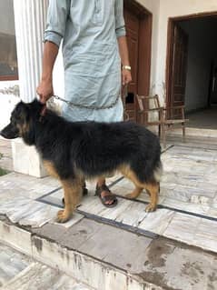 German shepherd male puppy available for sale