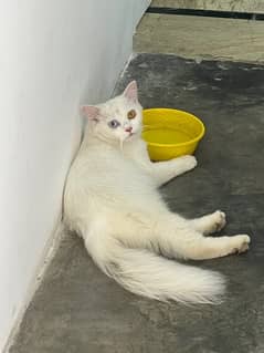 persian/Russian cat / 16 months adult cat/white/odd eyed