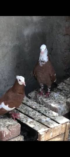 Lal Jogi Ghandedar Breeding pair