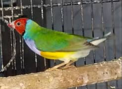 gouldian