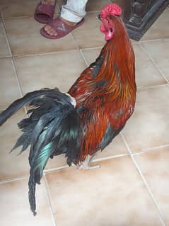 Hen 4 Female and 1 male for sale